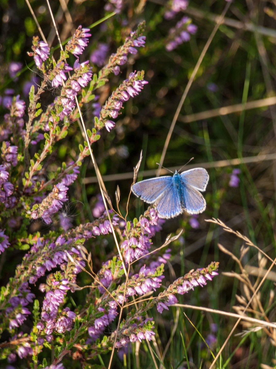 Common Blue – Friends of The Heath